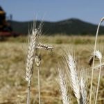 Spighe-grano