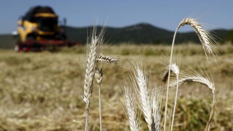 Spighe-grano